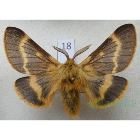 Lemonia dumi (Linnaeus, 1761) male Slovakia18